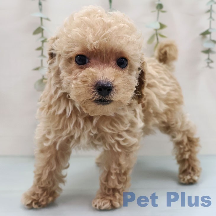 トイ・プードル