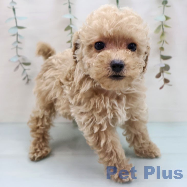 トイ・プードルの写真2