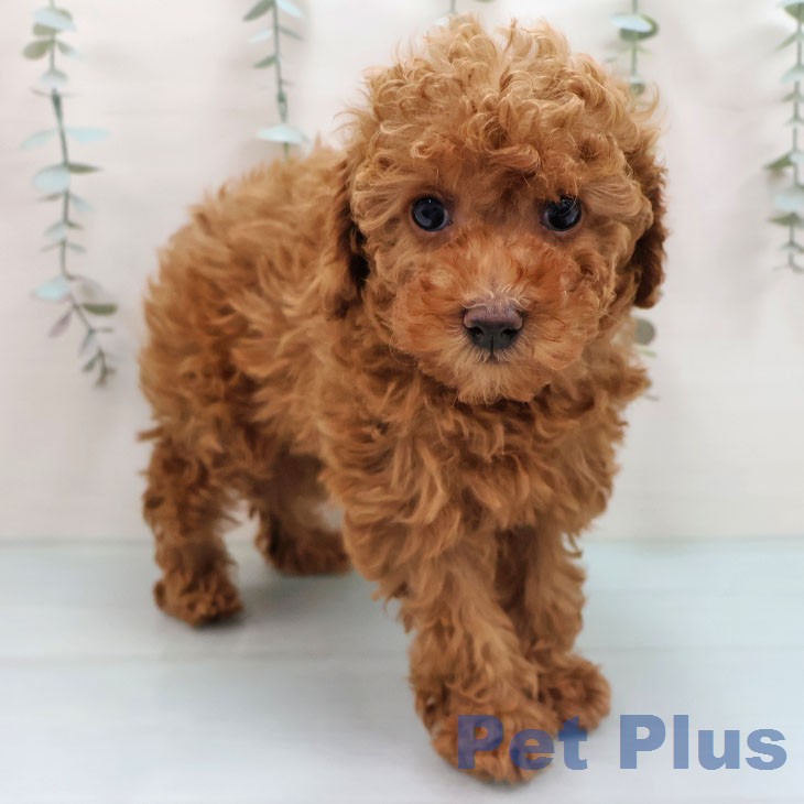 トイ・プードル