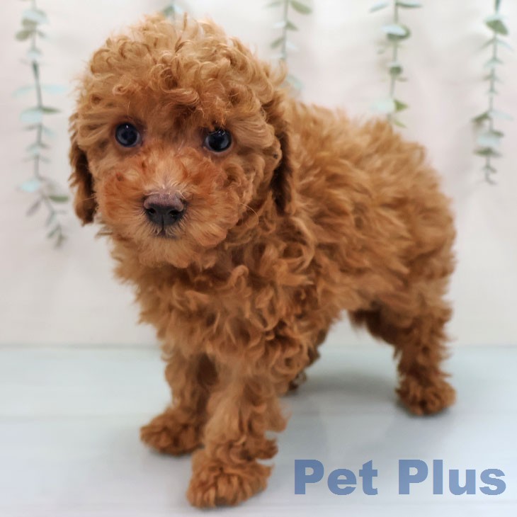 トイ・プードル