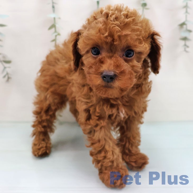 トイ・プードルの写真2