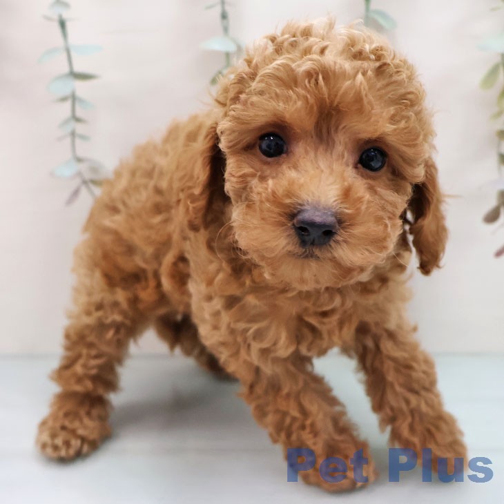 トイ・プードル