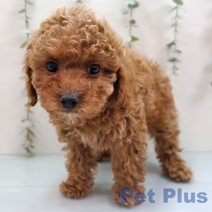 トイ・プードル