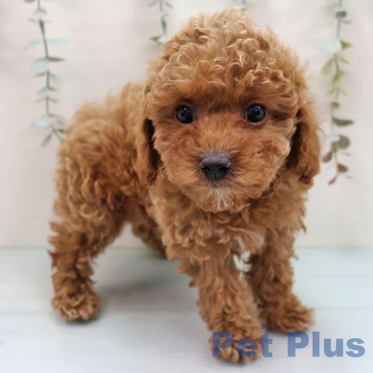 トイ・プードルの写真2