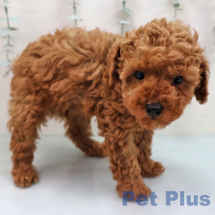 トイ・プードル