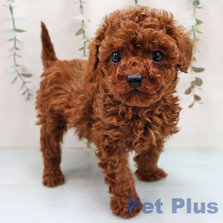 トイ・プードル