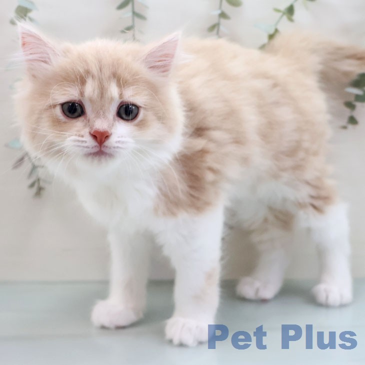 マンチカンの写真2