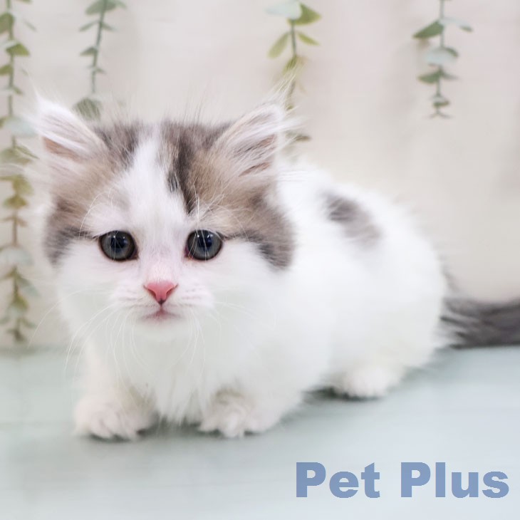 マンチカンの写真2