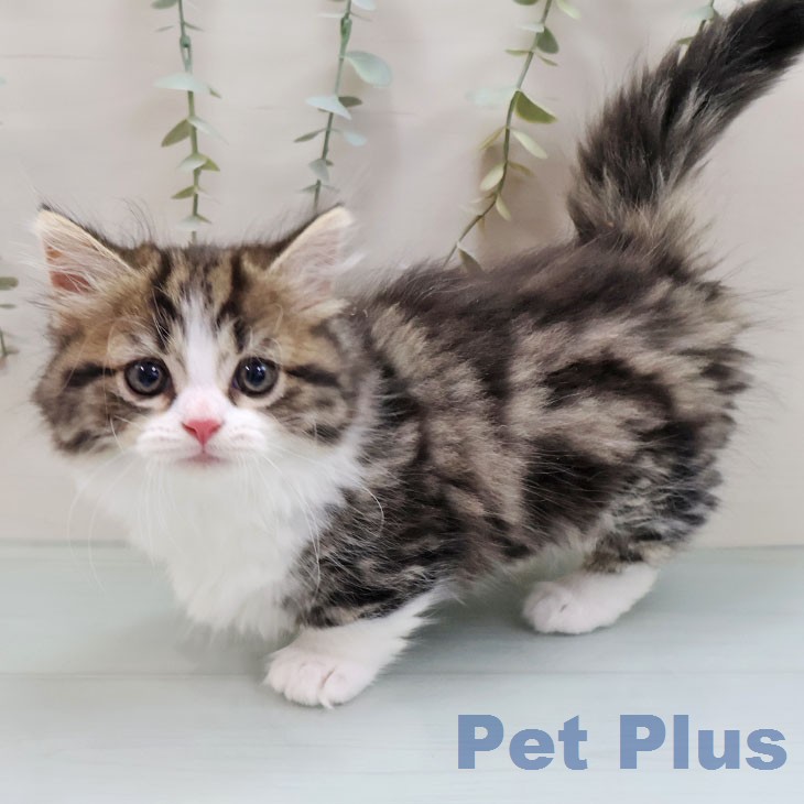 マンチカンの写真2