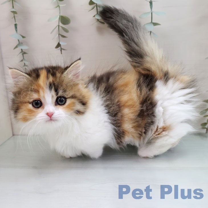 マンチカンの写真2