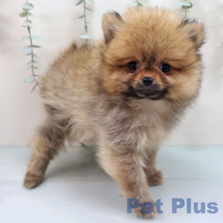 ポメラニアンの写真2