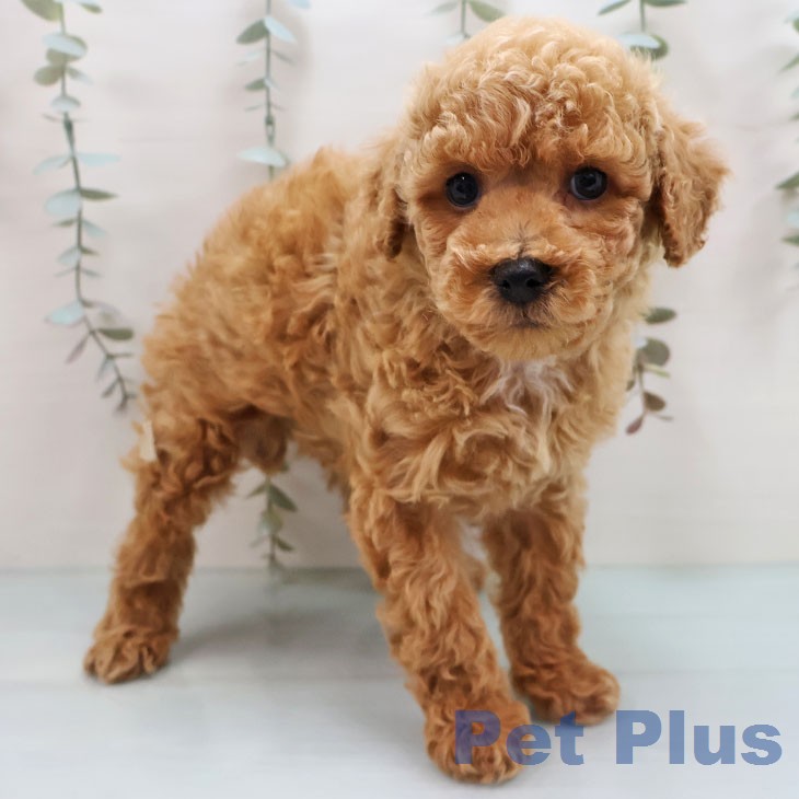 トイ・プードル