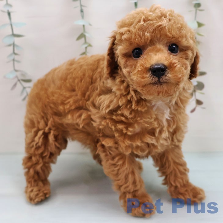 トイ・プードルの写真2