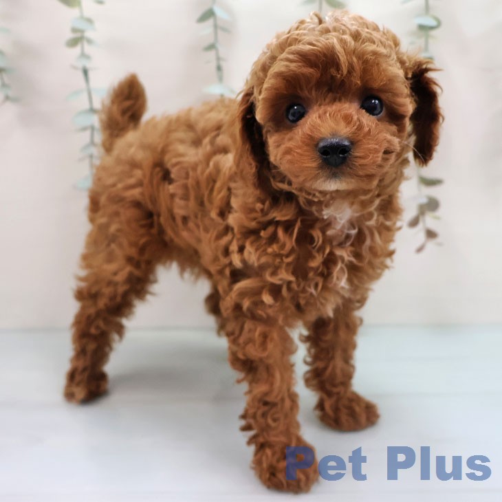 トイ・プードル