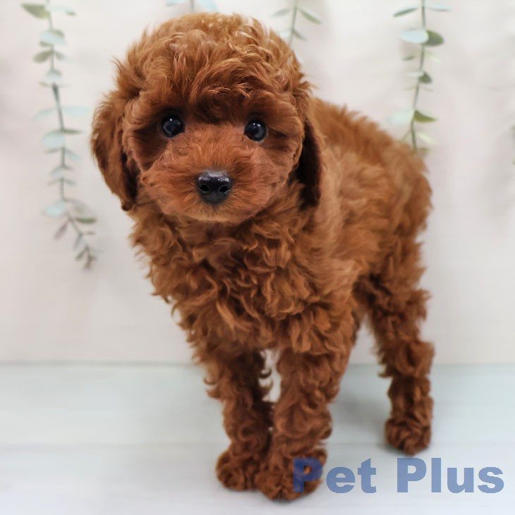 トイ・プードル