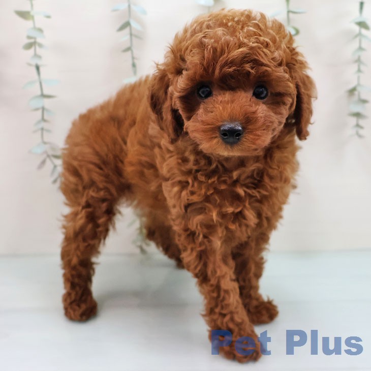 トイ・プードルの写真2