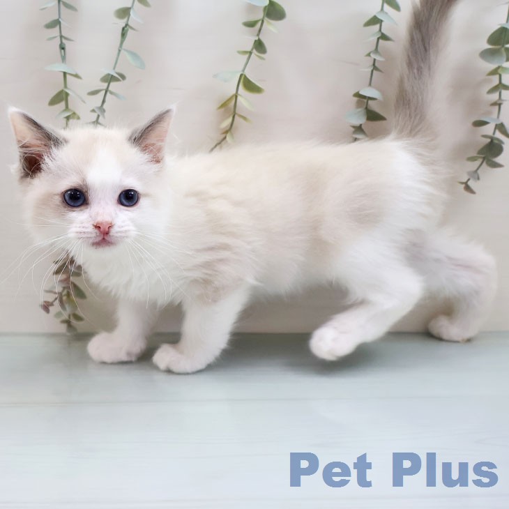 ラグドールの写真2