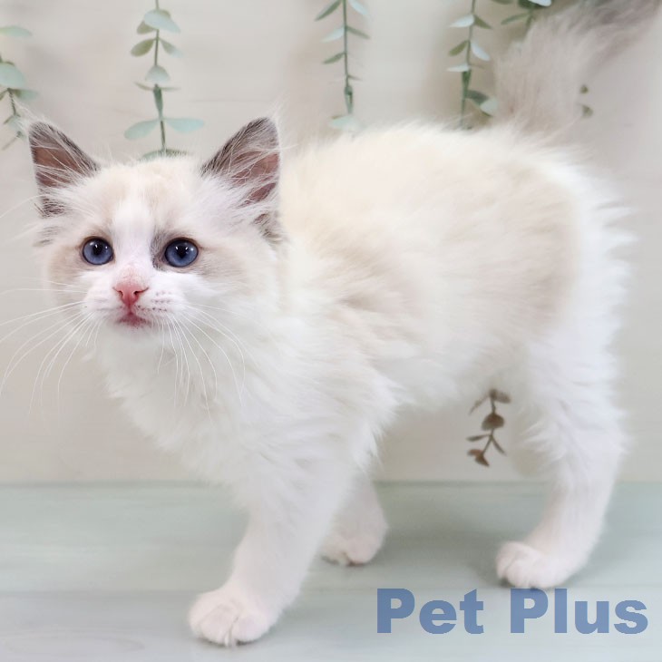 ラグドールの写真2