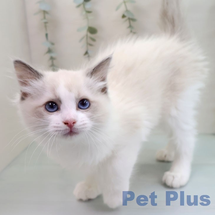 ラグドールの写真2