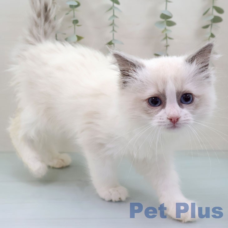 ラグドールの写真2