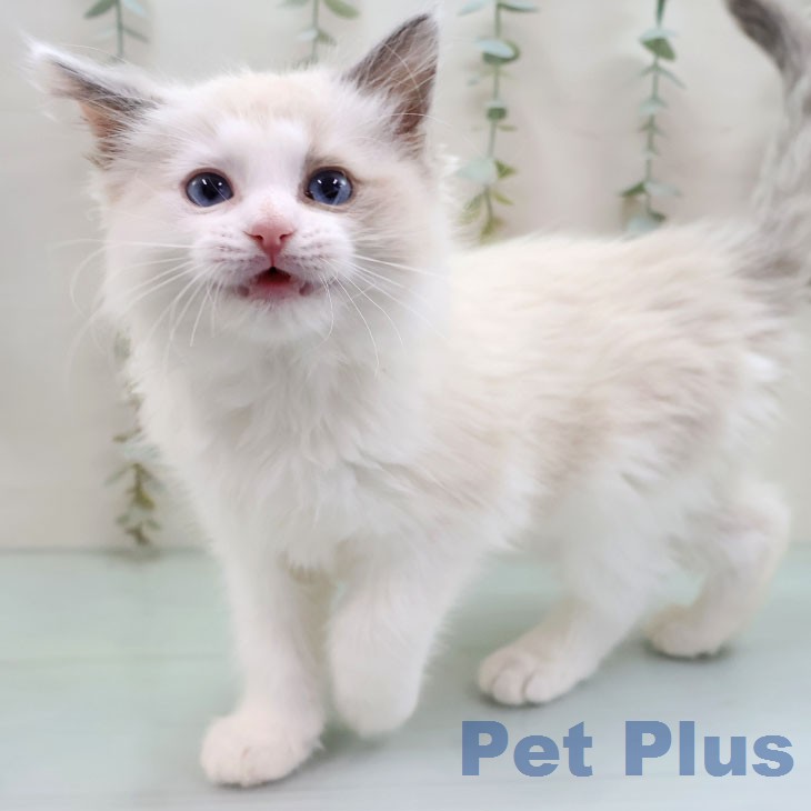 ラグドールの写真2