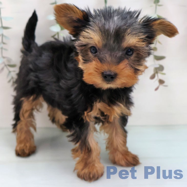 ヨークシャー・テリア