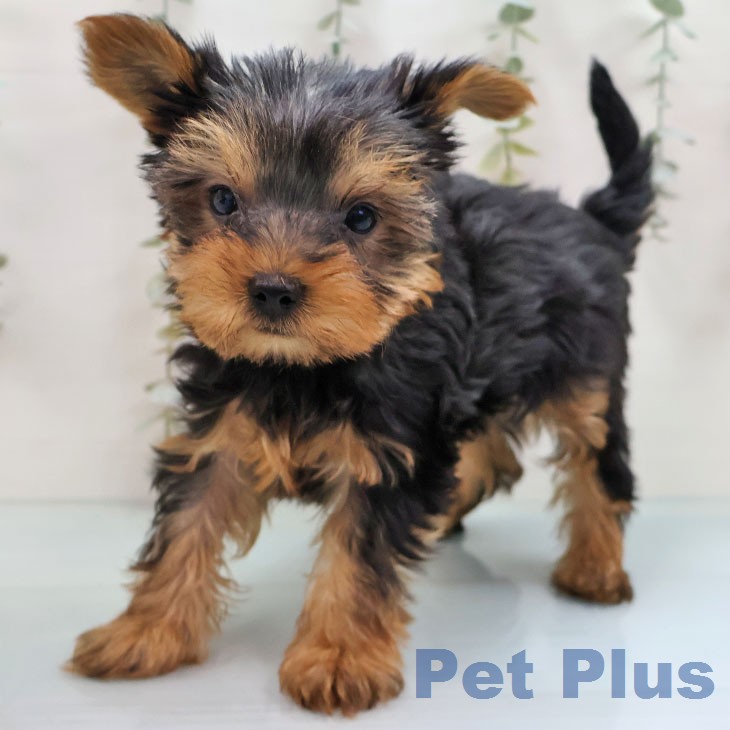 ヨークシャー・テリア