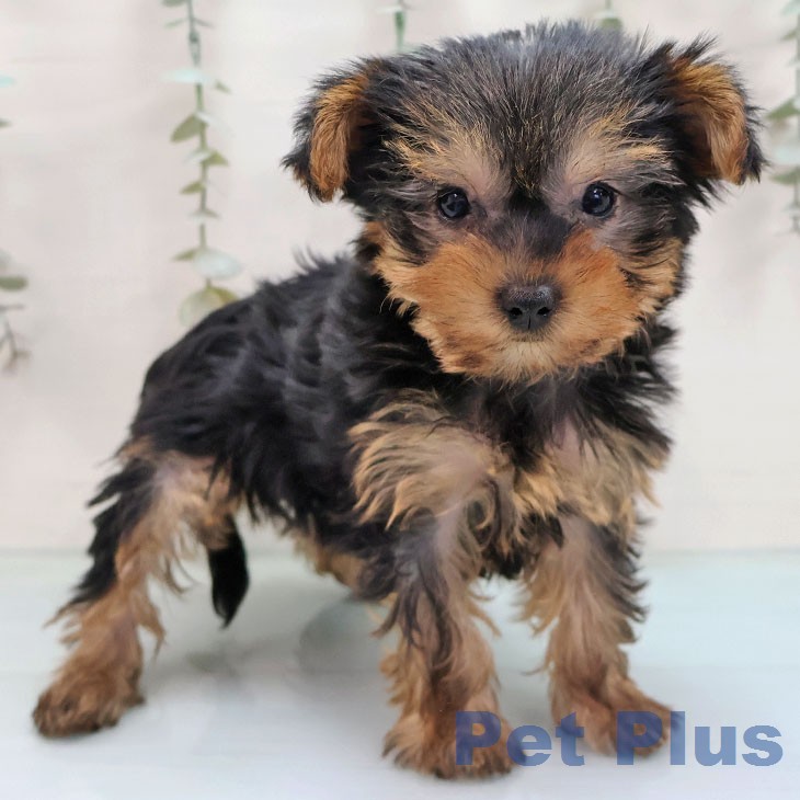 ヨークシャー・テリア