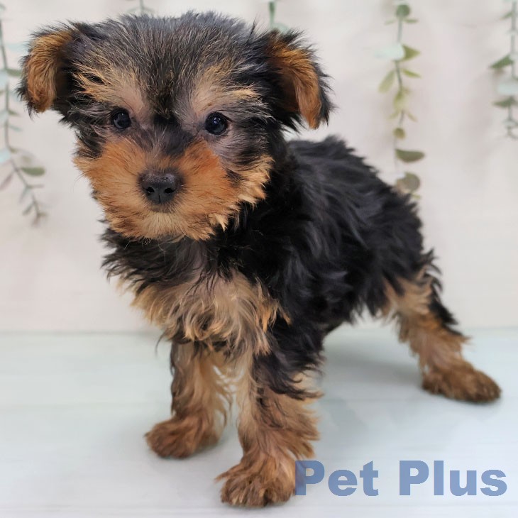 ヨークシャー・テリア