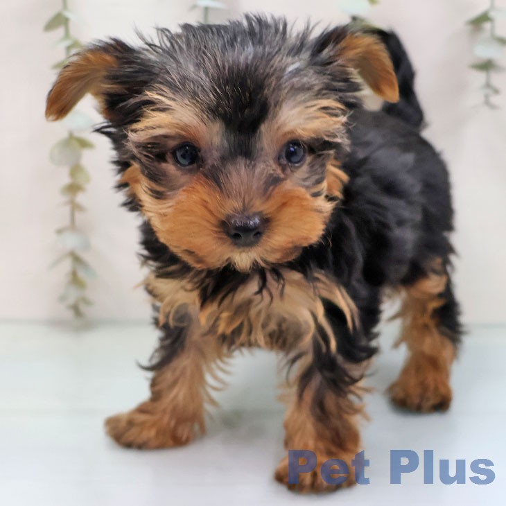 ヨークシャー・テリア