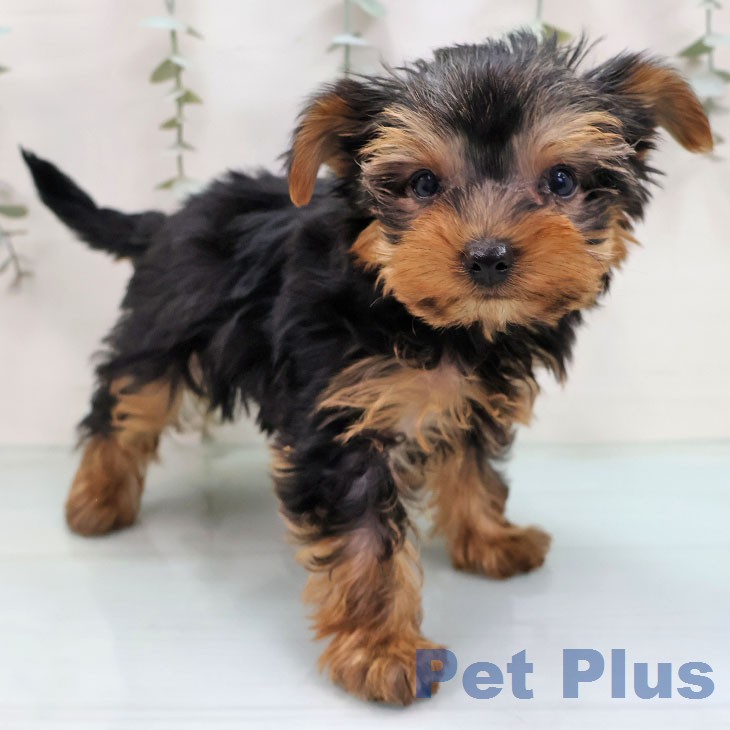 ヨークシャー・テリアの写真2