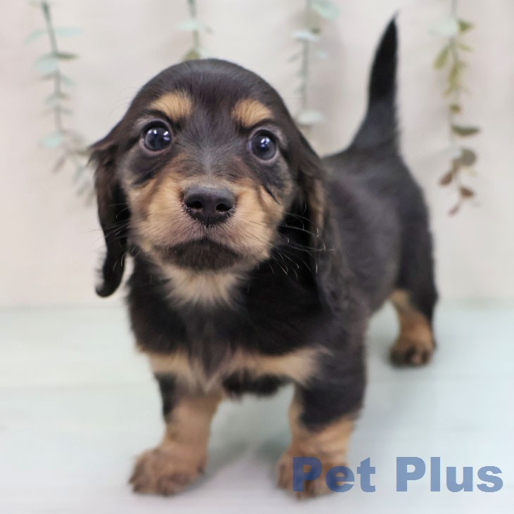 ミニチュア・ダックスフンド