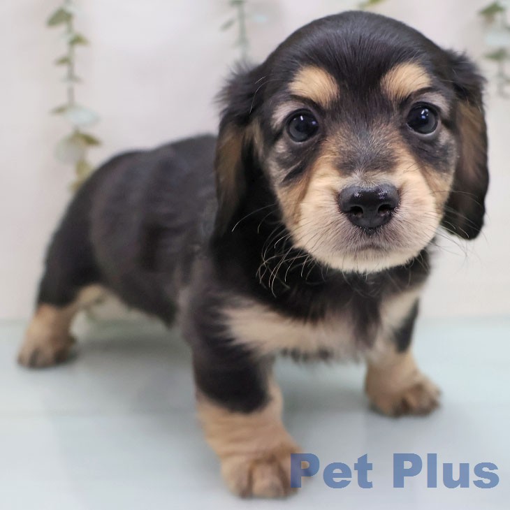 ミニチュア・ダックスフンド