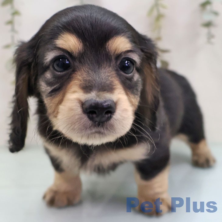 ミニチュア・ダックスフンドの写真2