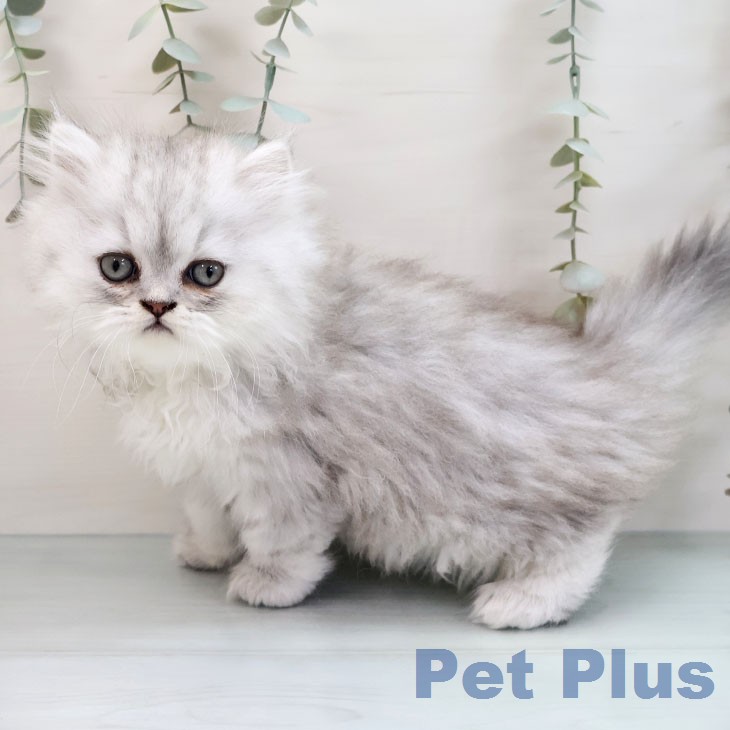 ペルシャの写真2