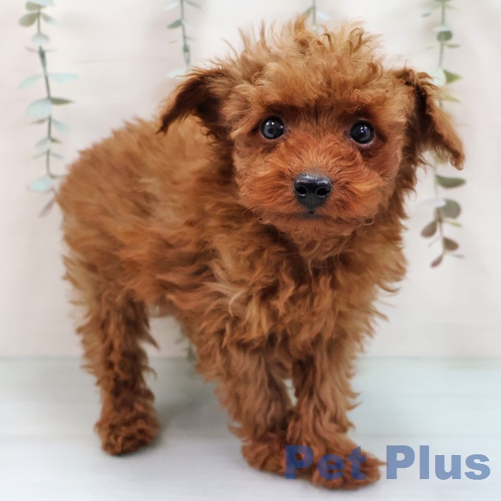 トイ・プードル