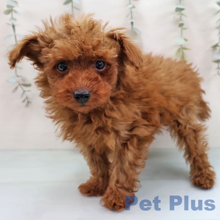 トイ・プードルの写真2