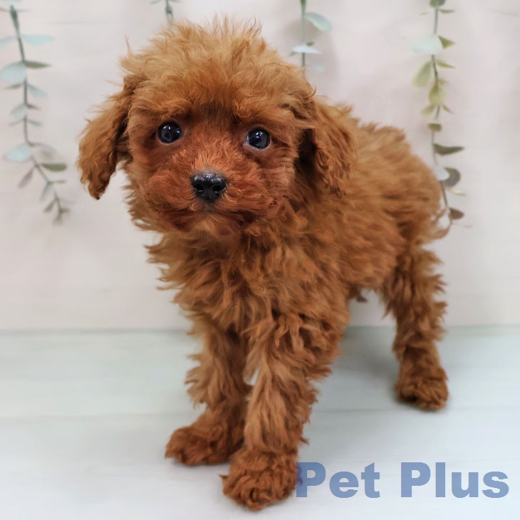 トイ・プードル