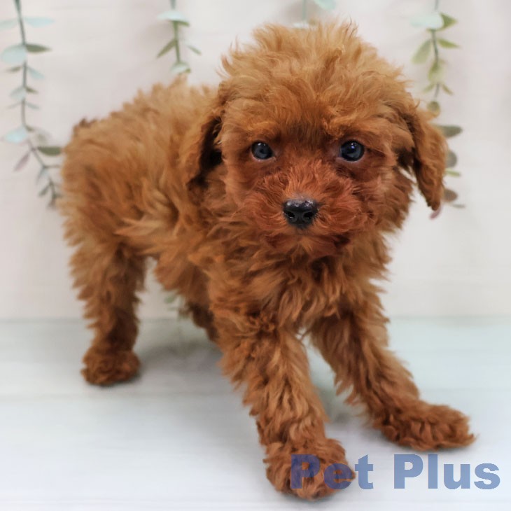 トイ・プードルの写真2