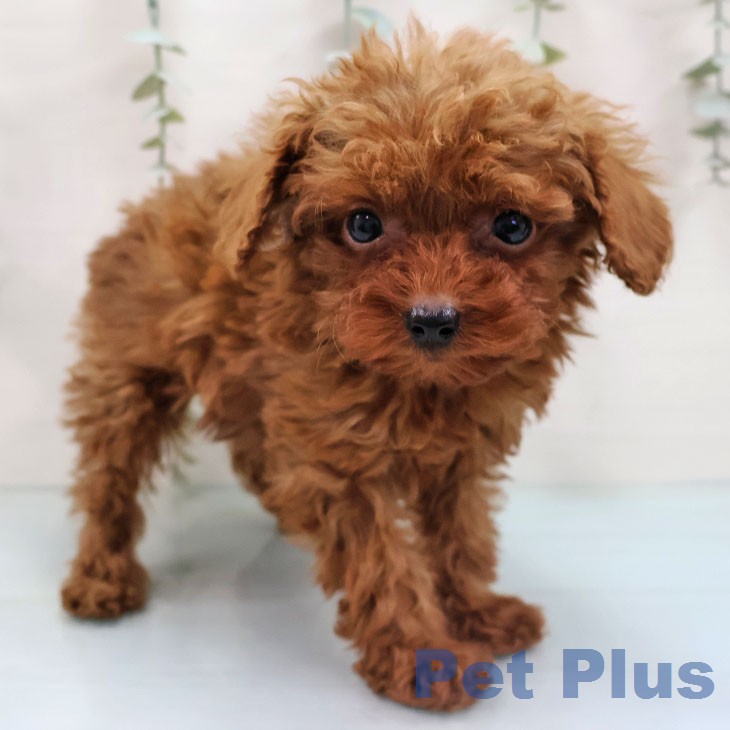 トイ・プードル