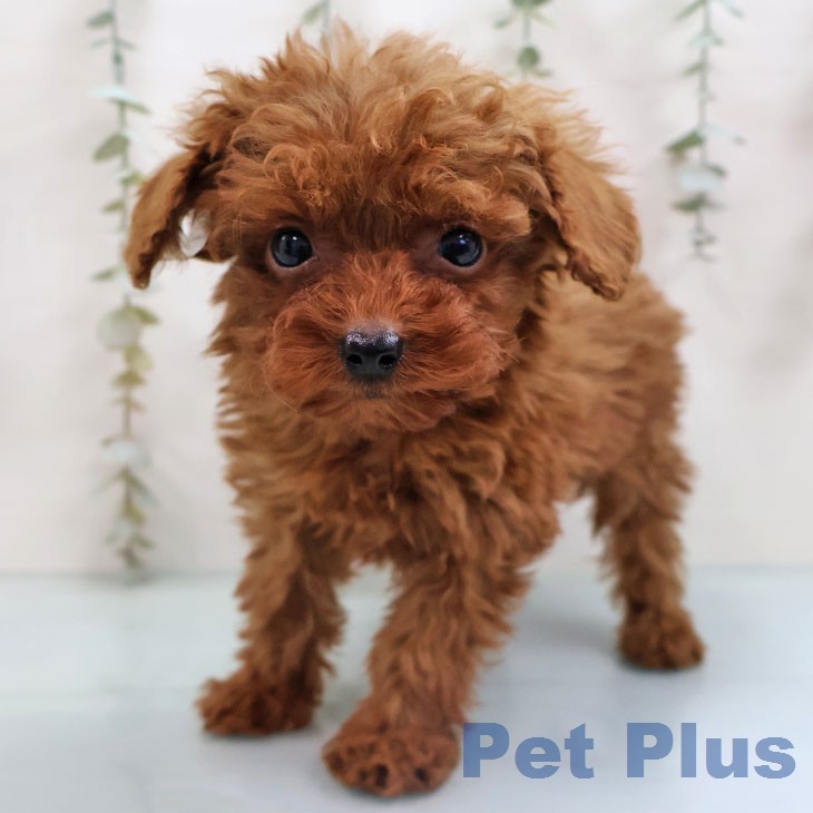 トイ・プードルの写真2