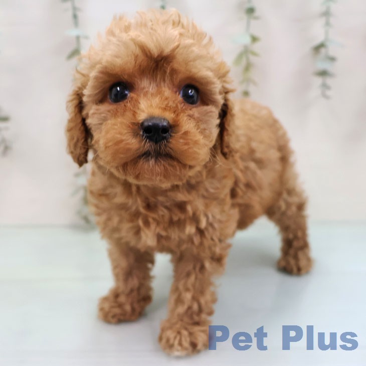 トイ・プードル