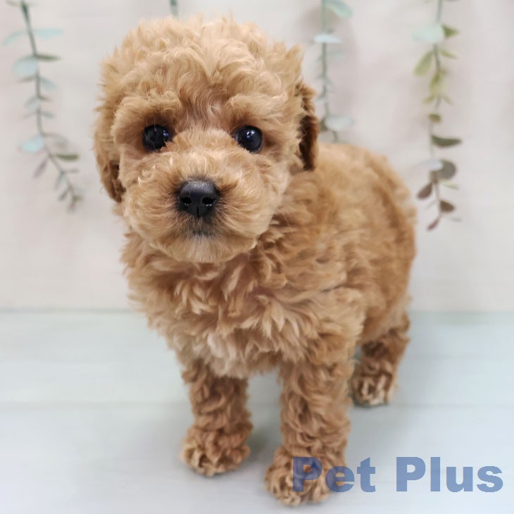 トイ・プードル