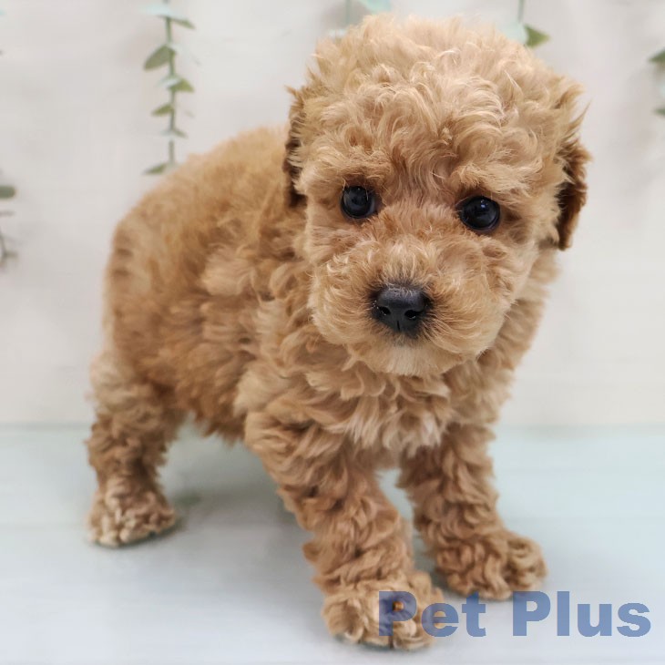 トイ・プードルの写真2