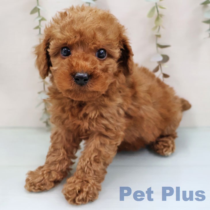 トイ・プードル