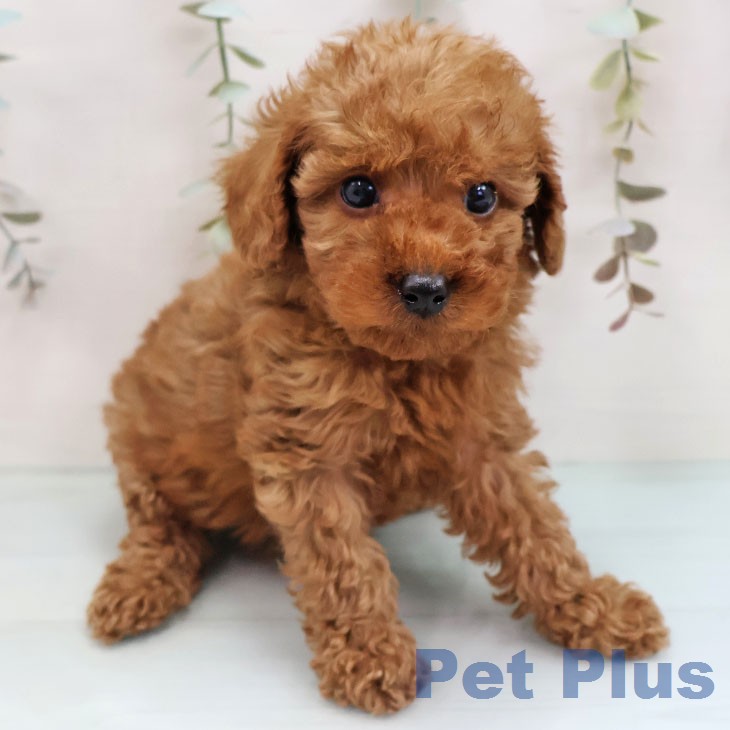 トイ・プードル