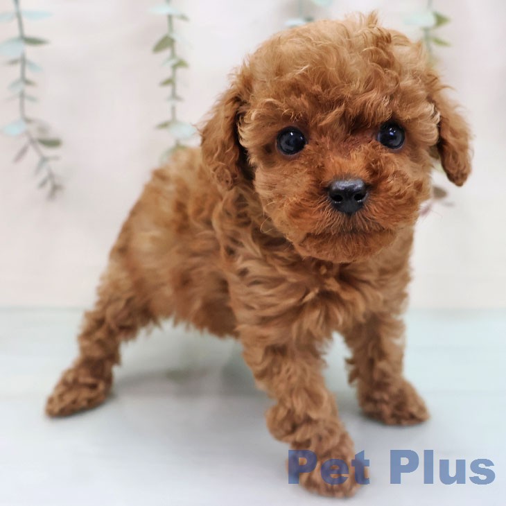 トイ・プードル