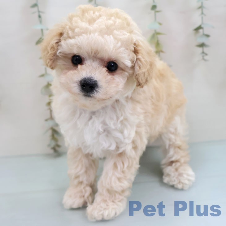 トイ・プードル