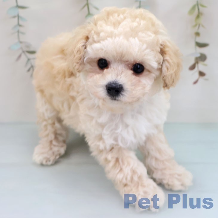 トイ・プードル