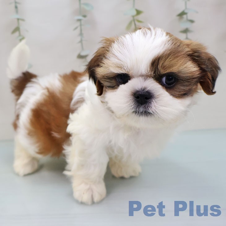 シー・ズーの写真2